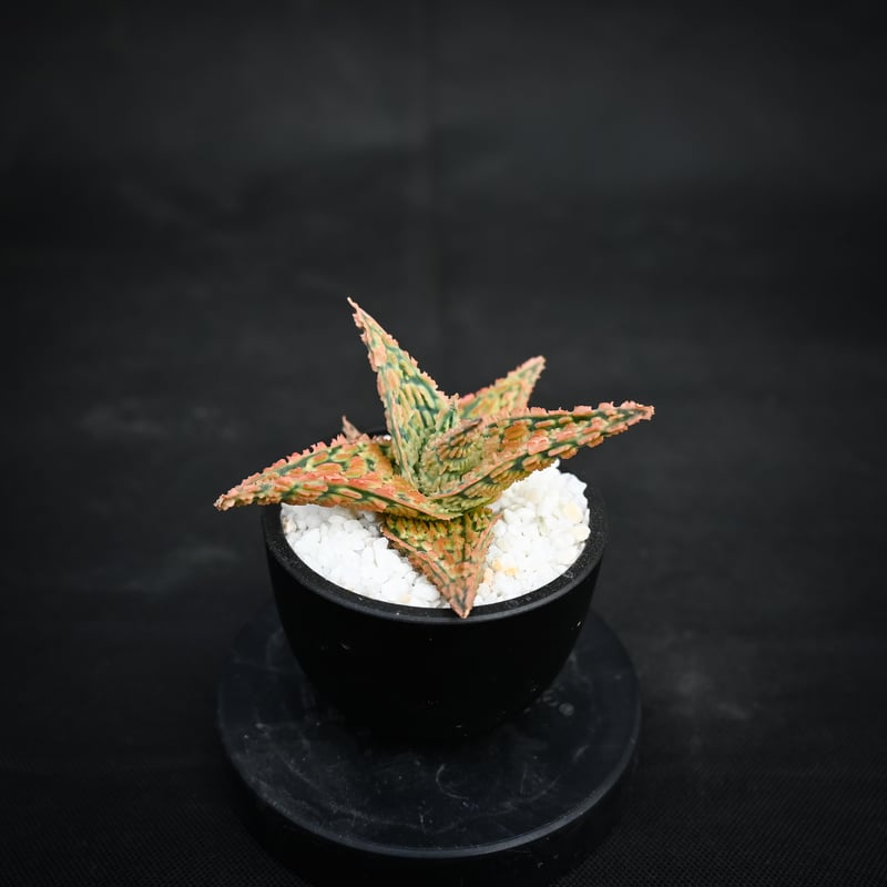 Aloe hybrid / アロエ ハイブリッド【微発根】 | GREEN MONSTERS