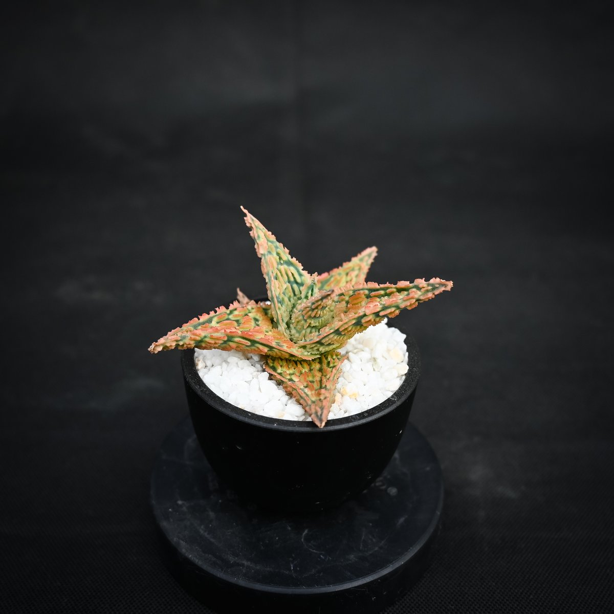 Aloe hybrid / アロエ ハイブリッド【微発根】 | GREEN MONSTERS