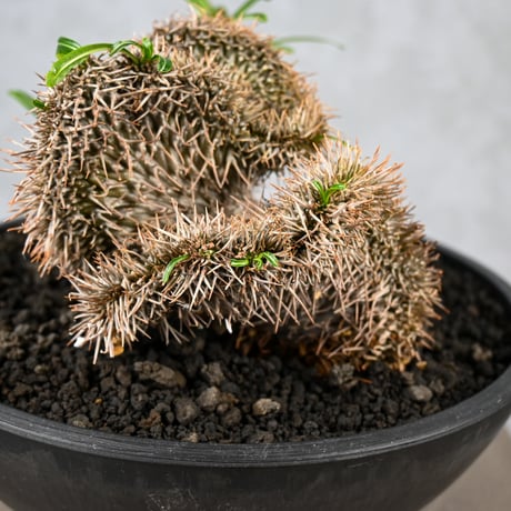 Pachypodium lamerei cristata / パキポディウム ラメリー クリスタータ 綴化 【自根】