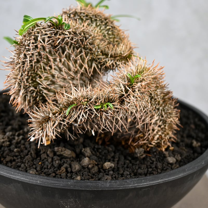 パキポディウム ラメリー  綴化（クリスタータ） 植物】パキポディウム ラメリー クリスタータ 接木 タイ実生株 1