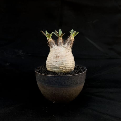 【Premium Line】 Pachypodium rosulatum var. gracilius / パキポディウム グラキリス 【微発根】+ 常滑鉢