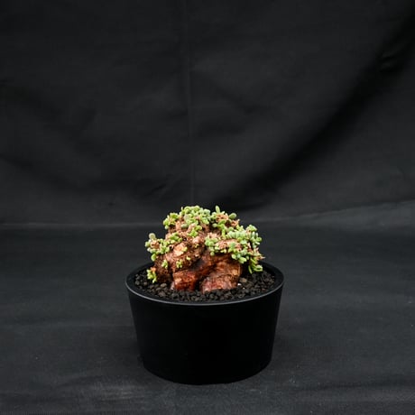 Ceraria pygmaea / ケラリア ピグマエア 【発根済】 [雌雄未判別]