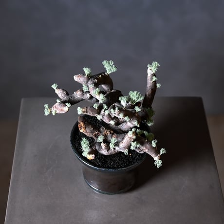 Monsonia multifida  (Sarcocaulon multifidum) / モンソニア ムルチフィダ (サルコカウロン ムルチフィズム) 【発根済】+ 鉢 : 後藤 瑞葉 氏