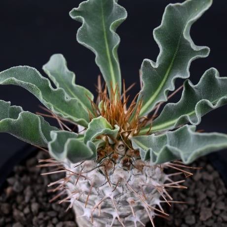 Pachypodium namaquanum / パキポディウム ナマクアナム 【実生】
