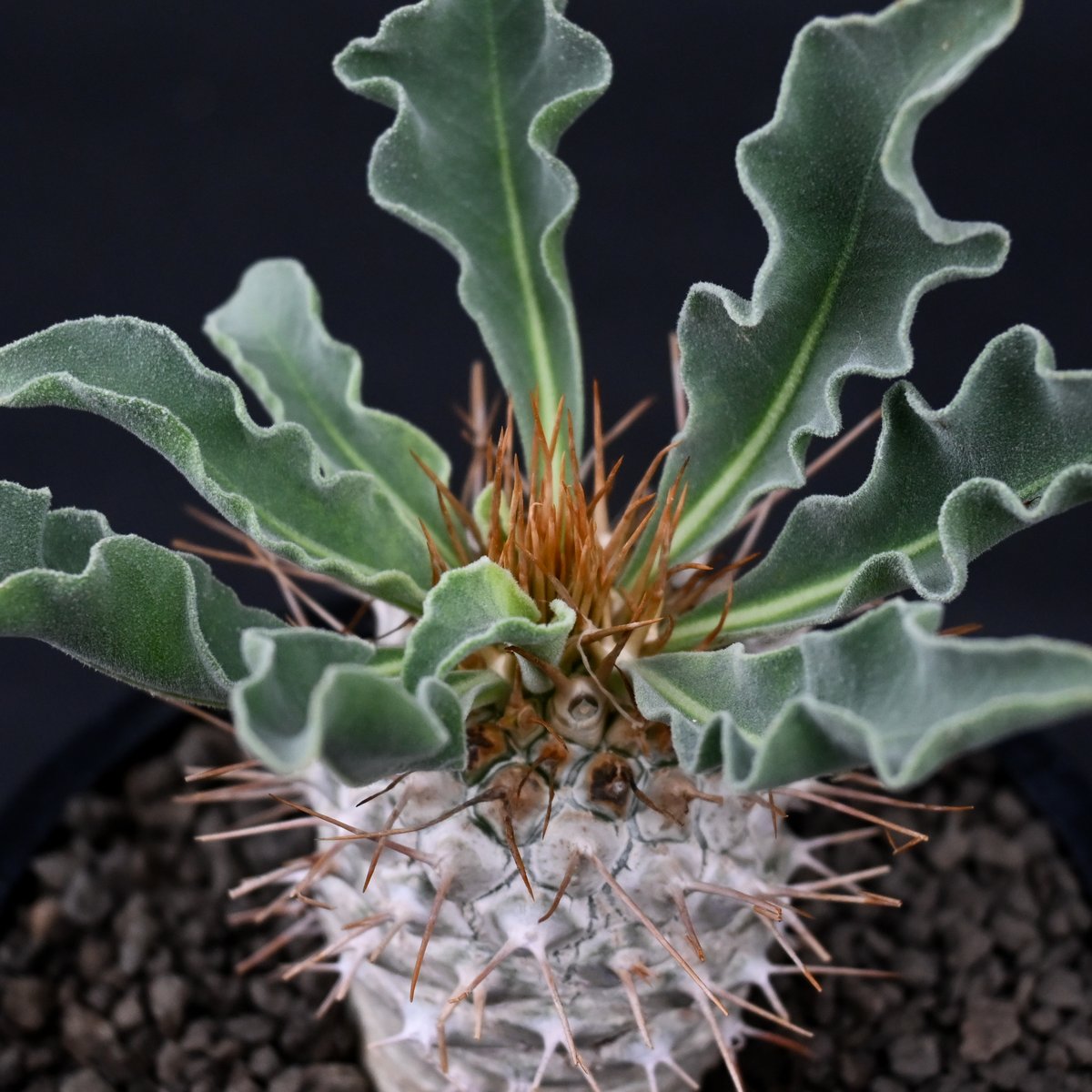 Pachypodium namaquanum / パキポディウム ナマクアナム 【実生 Pachypodium namaquanum / パキポディウム ナマクアナム 【実生
