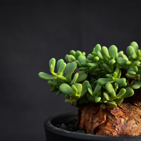 Ceraria pygmaea / ケラリア ピグマエア 【発根済】【雌雄未判別】