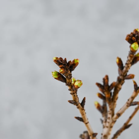 【桜盆栽】 Cerasus serrulata 'Asahiyama' / サクラ '旭山' (朝日山) / アサヒヤマ + 信楽焼