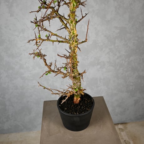 Commiphora myrrha / コミフォラ ミルラ 【微発根】