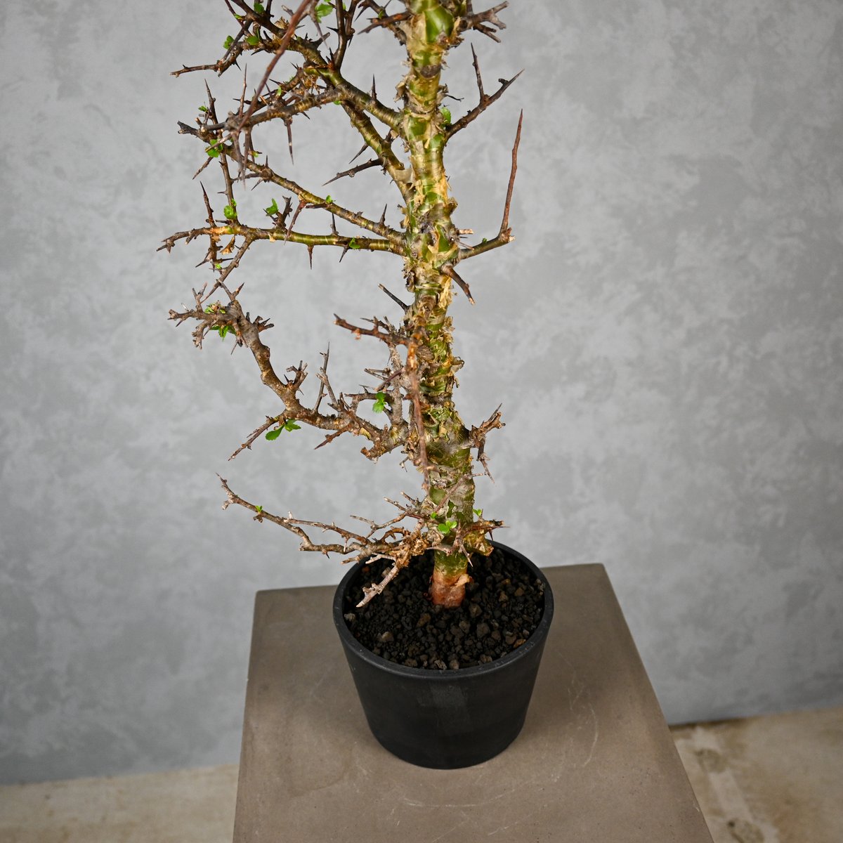 Commiphora myrrha / コミフォラ ミルラ 【微発根】 | GREEN MON