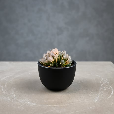 Haworthia cooperi var. truncata 'Black Obtusa' f. variegata / ハオルチア ブラック オブツーサ 錦
