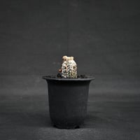 Astrophytum myriostigma f. monstrosa / アストロフィツム 子吹き鸞鳳玉 石化 (モンストローサ) (ランポー)【カキ仔】【自根】