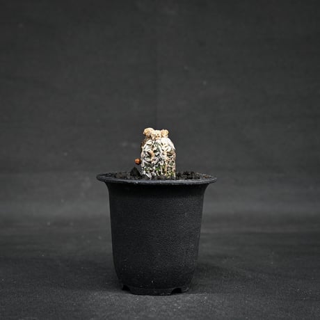 Astrophytum myriostigma f. monstrosa / アストロフィツム 子吹き鸞鳳玉 石化 (モンストローサ) (ランポー)【カキ仔】【自根】