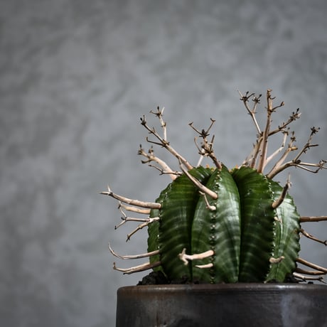 Euphorbia meloformis spp. Super Valida / ユーフォルビア スーパーバリダ 【雌株】【高木実生】 + 信楽焼