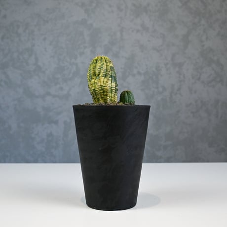 Euphorbia obesa hyb ’ Bonten ’ variegated / ユーフォルビア オベサ 丹天 錦 斑入り 【発根済】