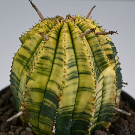 Euphorbia obesa hyb ’ Bonten ’ variegated / ユーフォルビア オベサ 丹天 錦 斑入り 【発根済】 + 信楽焼
