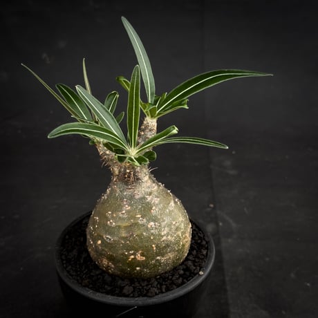 Pachypodium rosulatum var. gracilius / パキポディウム グラキリス 【微発根】