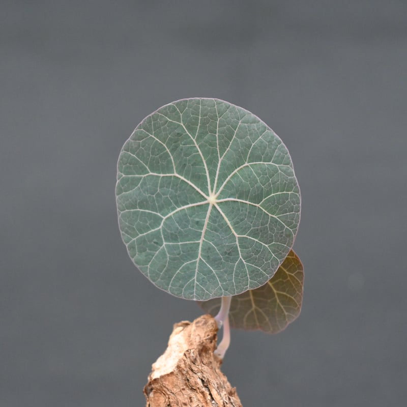 Stephania kaweesakii / ステファニア カウィーサキー 【発根済】 | G