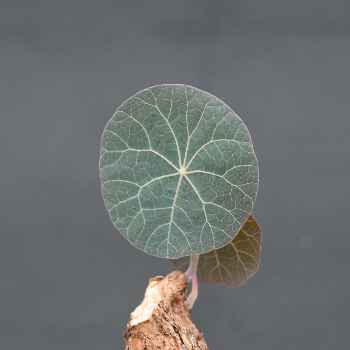 ステファニアカウィーサキー sp.nova 発根済み