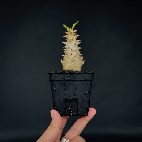 Pachypodium bicolor / パキポディウム ビカラー (バイカラー)【実生】