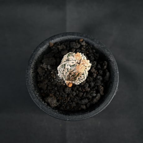 Astrophytum myriostigma f. monstrosa / アストロフィツム 子吹き鸞鳳玉 石化 (モンストローサ) (ランポー)【カキ仔】【自根】