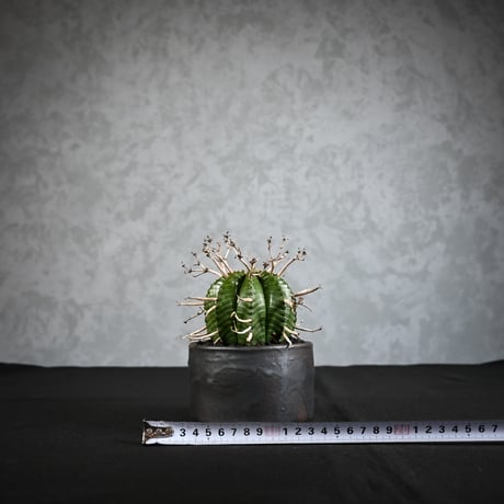 Euphorbia meloformis spp. Super Valida / ユーフォルビア スーパーバリダ 【雌株】【高木実生】 + 信楽焼