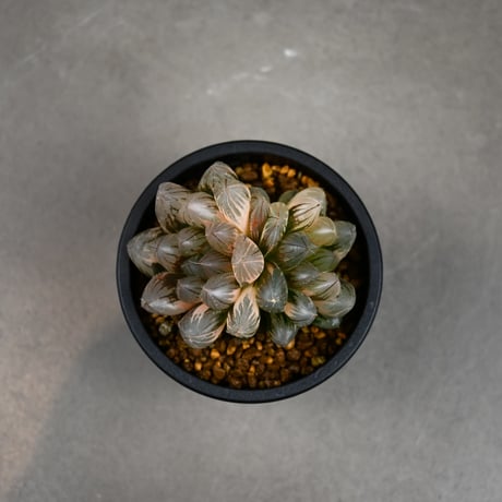 Haworthia cooperi var. truncata 'Black Obtusa' f. variegata / ハオルチア ブラック オブツーサ 錦