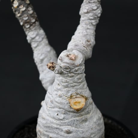 Dorstenia foetida / ドルステニア フォエチダ 【微発根】