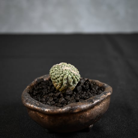 Strombocactus discifromis f. cristata / ストロンボカクタス ディシフォルミス 菊水 二頭 綴化 【実生】 + 信楽焼