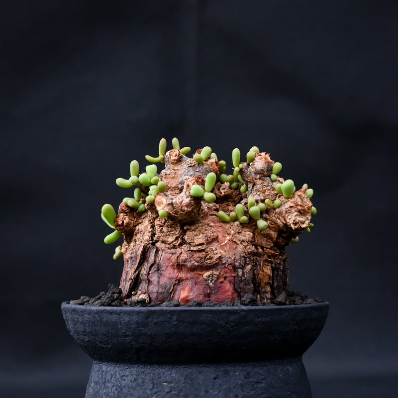 ケラリア ピグマエア(現地球・発根済)#005 【公式通販】