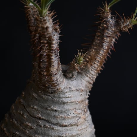 Pachypodium rosulatum var. gracilius / パキポディウム グラキリス 【発根済】