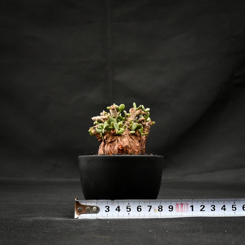 Ceraria pygmaea / ケラリア ピグマエア 【発根済】 [雌雄未判別 Ceraria pygmaea / ケラリア ピグマエア 【発根済】 [雌雄未判別