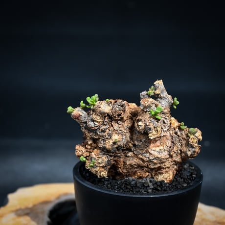 Ceraria pygmaea / ケラリア ピグマエア 【微発根】 [雌雄未判別]