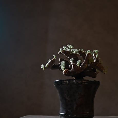 Monsonia multifida  (Sarcocaulon multifidum) / モンソニア ムルチフィダ (サルコカウロン ムルチフィズム) 【発根済】+ 鉢 : 後藤 瑞葉 氏