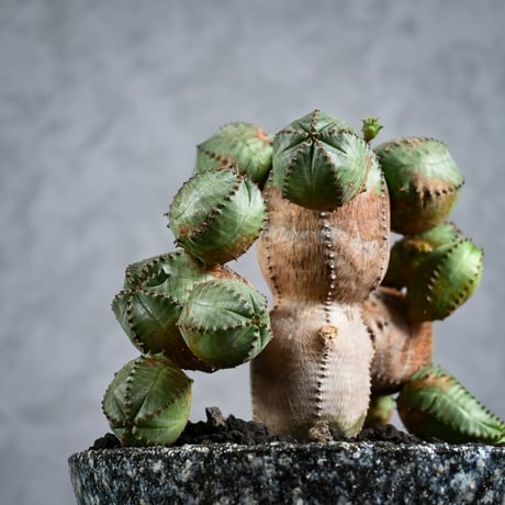 Euphorbia obesa hyb ( obesa x pseudoglobosa )/ ユーフォルビア オベサ ハイブリッド (オベサ x プセウドグロボーサ) 【実生】 + 信楽焼