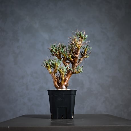 オトンナユーフォルビオイデス DIP鉢 オトンナユーフォルビオイデス DIP鉢 オトンナユーフォルビオイデス