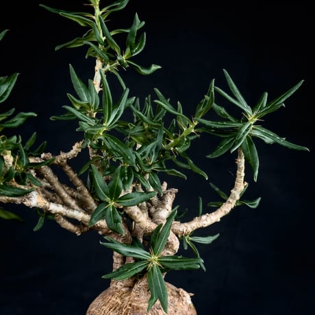 【Premium Line】Pachypodium bispinosum / パキポディウム  ビスピノーサム 【微発根】+ 黒鉄【KUROGANE】