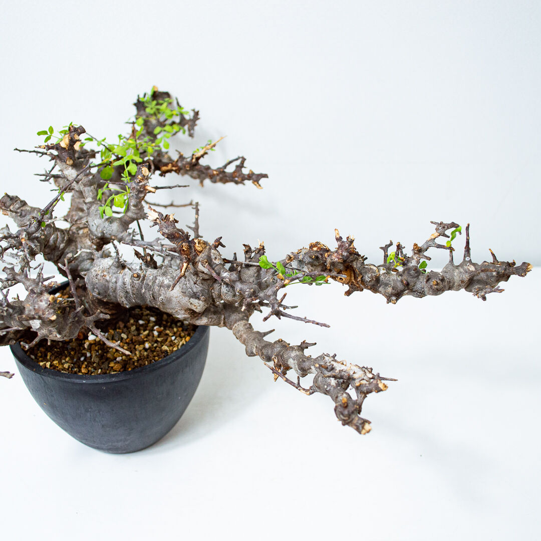 特大】Commiphora sp. somalia eyl / コミフォラ エイル (微発根 特大】Commiphora sp. somalia eyl / コミフォラ エイル (微発根