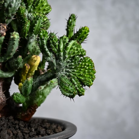 Euphorbia enopla f. monstruosa  / ユーフォルビア エノプラ 綴化 【実生】 + 信楽焼
