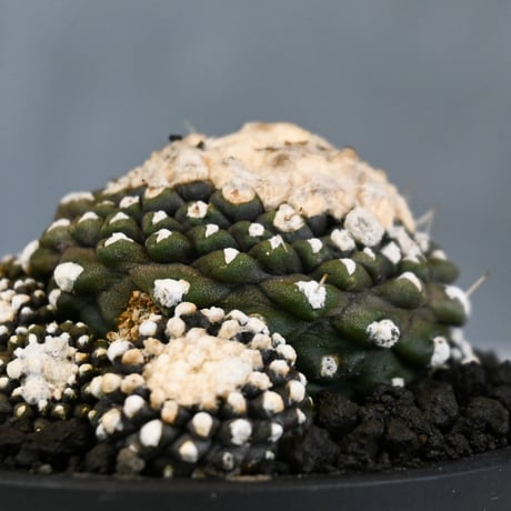 Copiapoa tenuissima / コピアポア テヌイシマ 【実生】