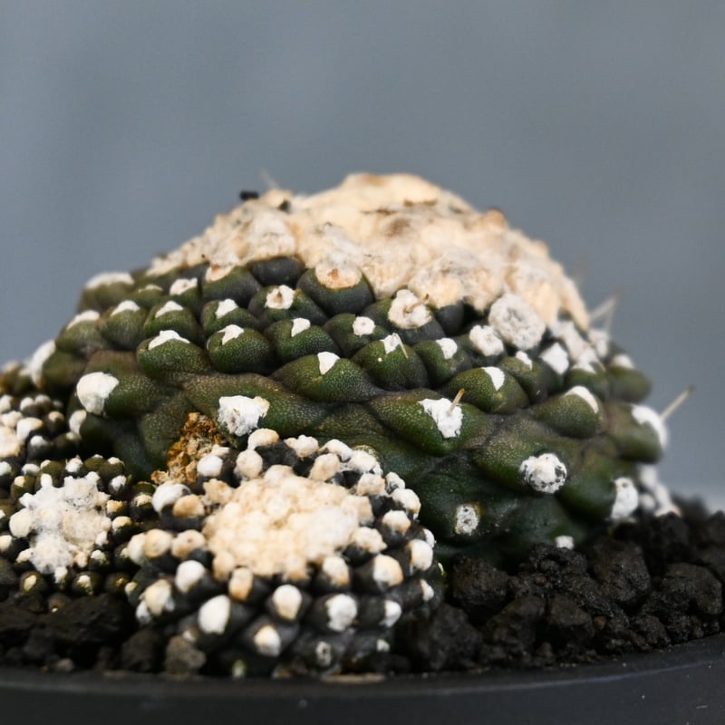 Copiapoa tenuissima / コピアポア テヌイシマ 【実生】 | GREEN