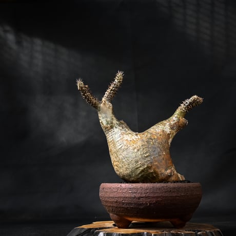 Pachypodium rosulatum var. makayense  / パキポディウム マカイエンセ 【微発根】