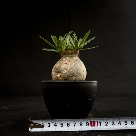 Pachypodium rosulatum var. gracilius / パキポディウム グラキリス 【微発根】