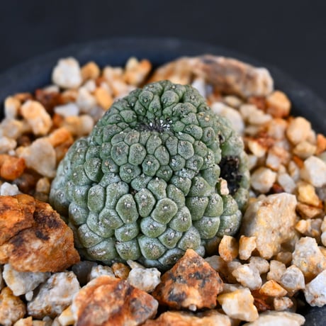 Larryleachia cactiformis / ラリレアキア カクティフォルメ 仏頭玉【発根済】