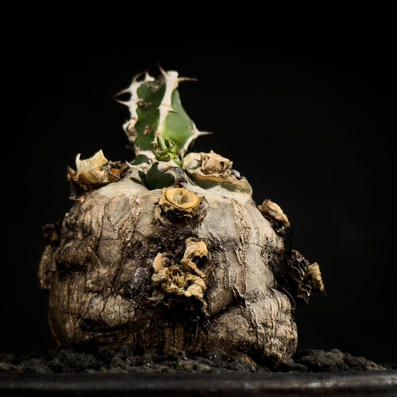 Premium Line】 Euphorbia mlanjeana / ユーフォルビア ムラ Premium Line】 Euphorbia mlanjeana / ユーフォルビア ムラ