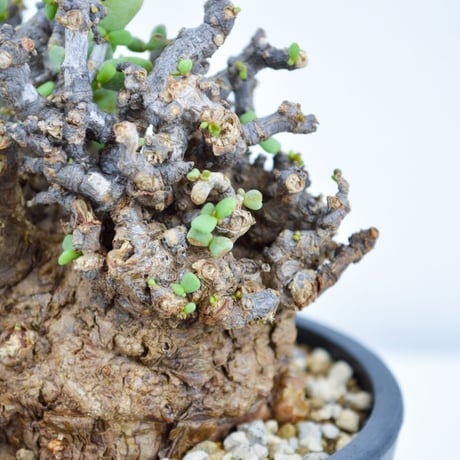 Ceraria pygmaea / ケラリア ピグマエア (発根済) [雌雄未判別]