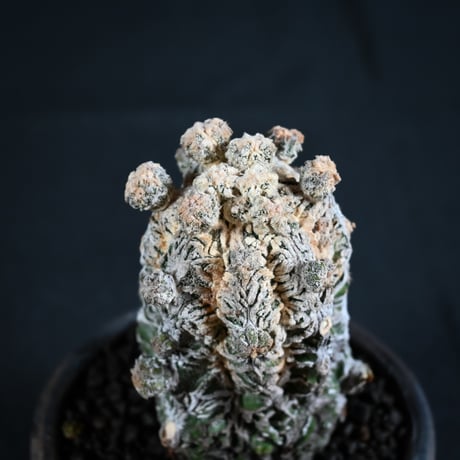 Astrophytum myriostigma f. monstrosa / アストロフィツム 子吹き鸞鳳玉 石化 (モンストローサ) (ランポー)【実生】 + 信楽焼