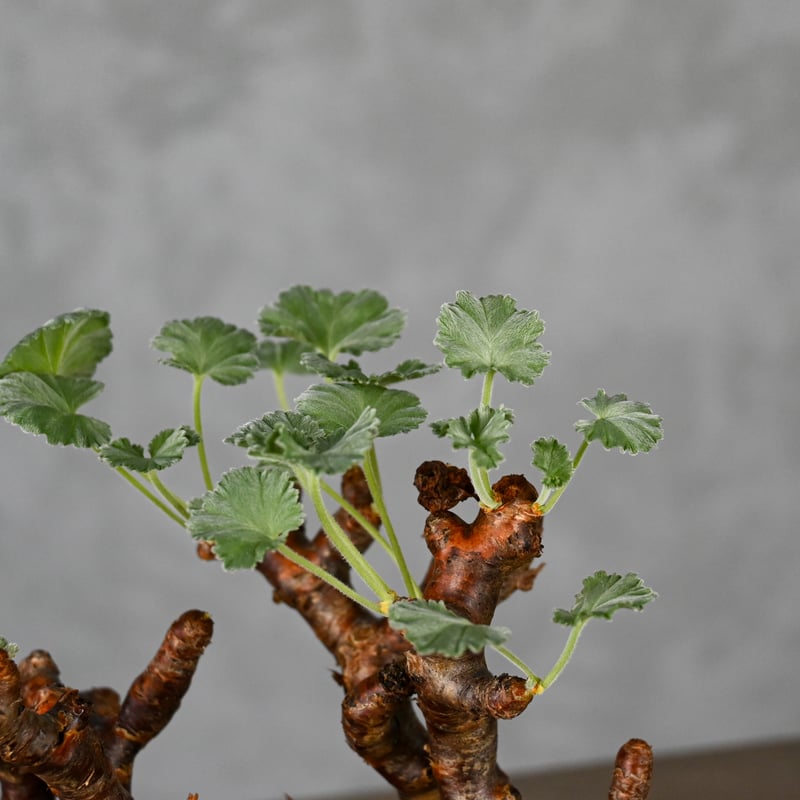 あさ丸■ペラルゴニウムミラビレPelargonium mirabile Pelargonium mirabile / ペラルゴニウム ミラビレ 【枝挿】 + 信楽焼