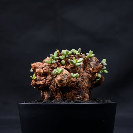 Ceraria pygmaea / ケラリア ピグマエア 【発根済】 [雌雄未判別]