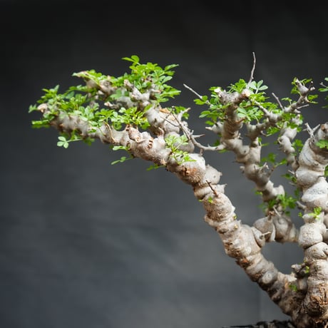 Commiphora sp. somalia eyl / コミフォラ エイル (微発根)