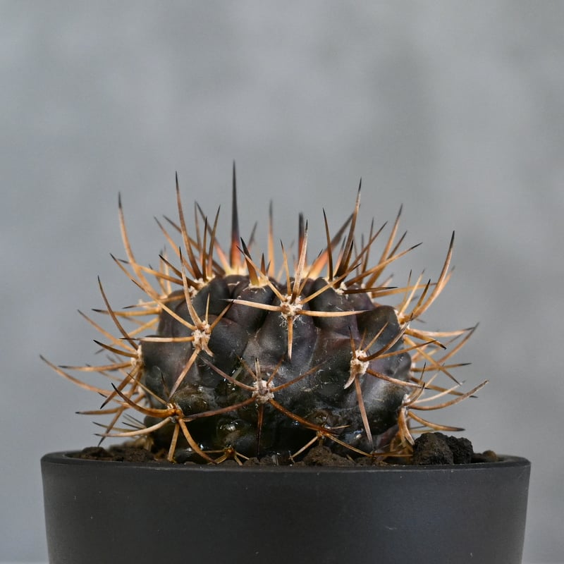 Pyrrhocactus sp. Cuesta Las Cardas / ピロカクタス (エリ